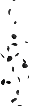 falling black rose png