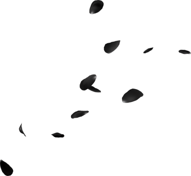 black rose flowers png