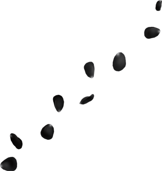 falling black rose petals png