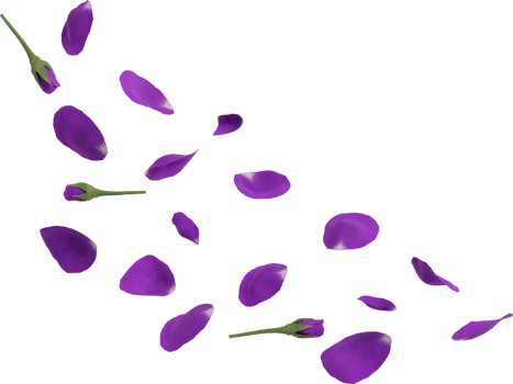 purple rose petals png