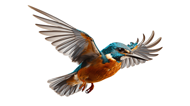 Kingfisher bird . Beautiful bird with blue and orange feathers isolated. Kingfisher bird in flight with spread wings png