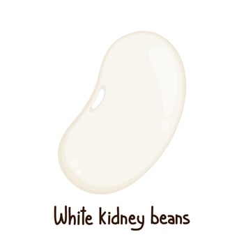 White kidney beans . White kidney beans on white background. vector