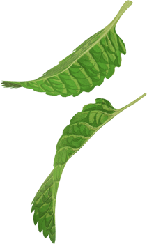falling green peppermint png