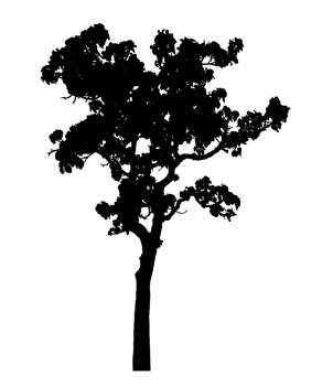 Realistic tree silhouette isolated on transparent background with clipping path and alpha channel png