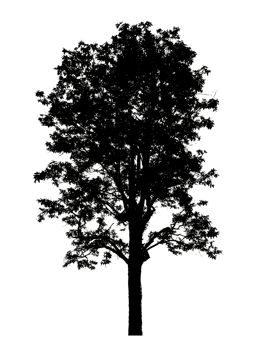 Realistic tree silhouette isolated on transparent background with clipping path and alpha channel png