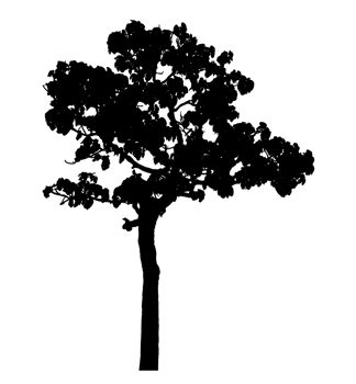 Realistic tree silhouette isolated on transparent background with clipping path and alpha channel png