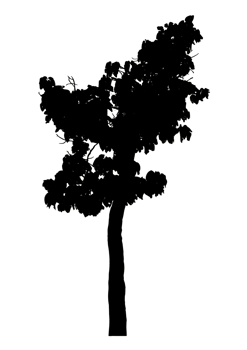 Realistic tree silhouette isolated on transparent background with clipping path and alpha channel png