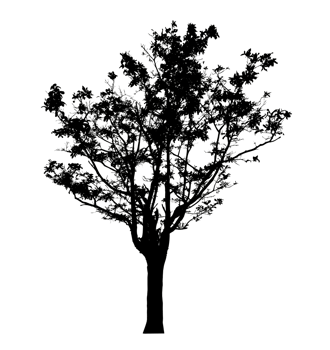 Realistic tree silhouette isolated on transparent background with clipping path and alpha channel png