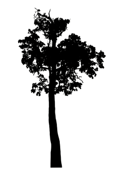 Realistic tree silhouette isolated on transparent background with clipping path and alpha channel png