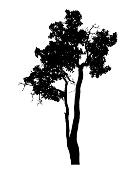 Realistic tree silhouette isolated on transparent background with clipping path and alpha channel png