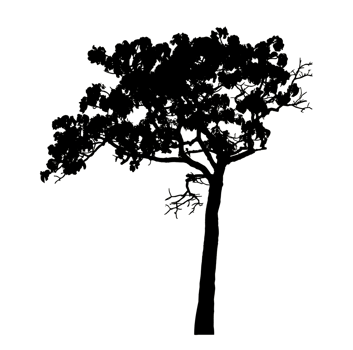 Realistic tree silhouette isolated on transparent background with clipping path and alpha channel png