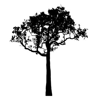 Realistic tree silhouette isolated on transparent background with clipping path and alpha channel png