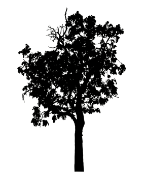 Realistic tree silhouette isolated on transparent background with clipping path and alpha channel png