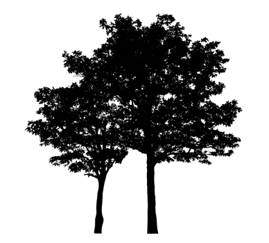 Realistic tree silhouette isolated on transparent background with clipping path and alpha channel png