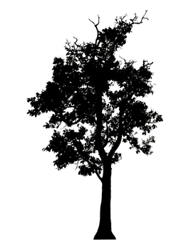 Realistic tree silhouette isolated on transparent background with clipping path and alpha channel png