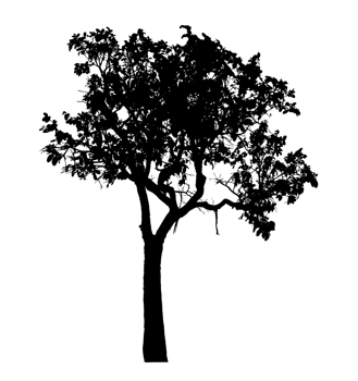 Realistic tree silhouette isolated on transparent background with clipping path and alpha channel png