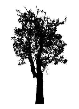 Realistic tree silhouette isolated on transparent background with clipping path and alpha channel png