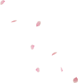 falling cherry blossom flower petal png