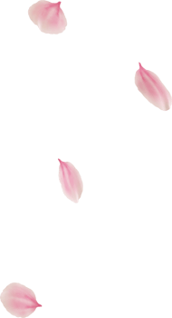 floating cherry blossom petals png