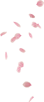 falling cherry blossom flower petal png