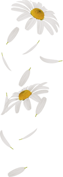 falling chamomile or daisy flower petals png