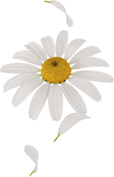 flying chamomile or daisy petals in the air png