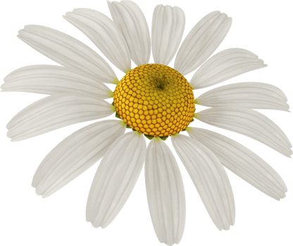 white chamomile flower png