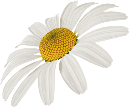 white chamomile flower png