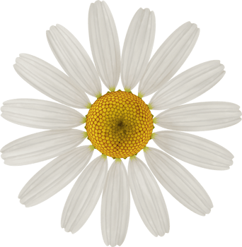 white chamomile flower png