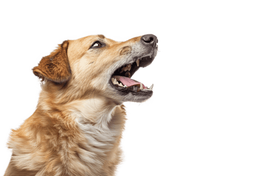 Aggressive Dog Barking with Bared Teeth png