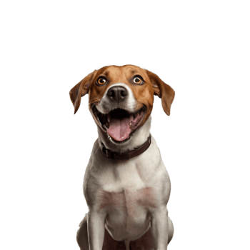 Studio portrait of funny and excited dog face shocked or surprised expression isolated on transparent background. Surprised dog with mouth open die cut style isolated. png