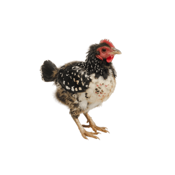 chicken on isolated clear background png
