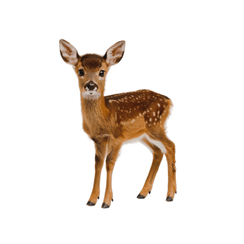 Majestic Deer with in Natural Forest Habitat png