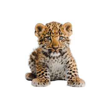 Majestic Tiger Roaming the Wilderness png