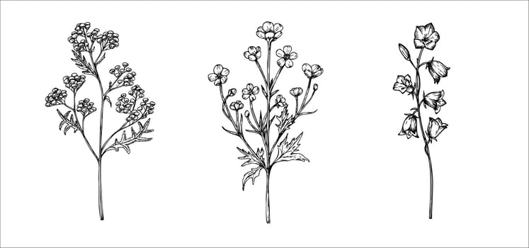 buttercup and bluebell, Tansy. Hand painted flower. Graphic Ranunculus, Tanacetum Vulgare isolated on background. Botanical and wedding illustration. For designers, invitations, decoration vector