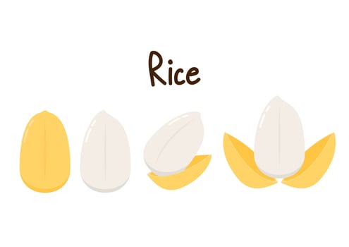 Rice character design. rice on white background. rice seed. vector