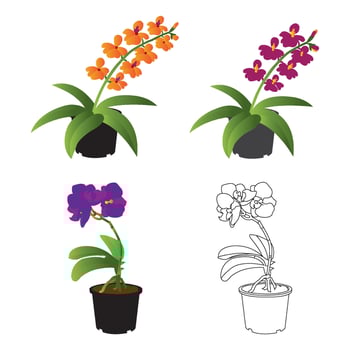 Orchid flower icon vector