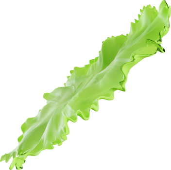 3d lettuce illustration png