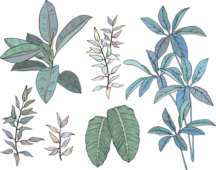 Ficus, palm leaves and tropical plants set, tropical foliage, branch, greenery. vector