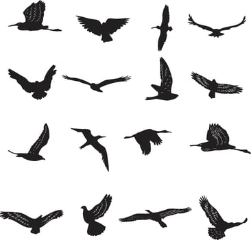 Bird collection silhouette vector