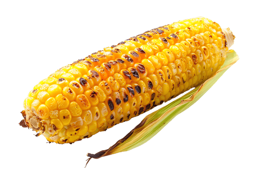 single grilled corn on a transparent background png