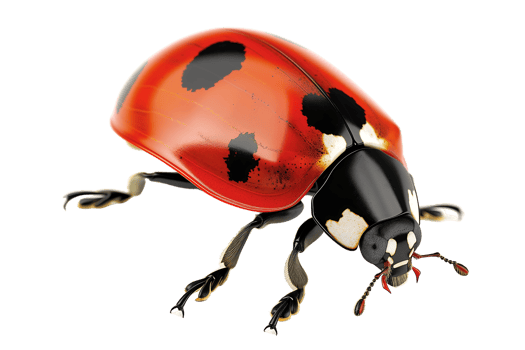 Ladybug isolated on transparent background png
