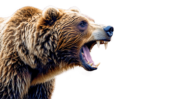 A powerful grizzly bear captured on a transparent background png