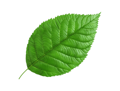 green leaf isolated png