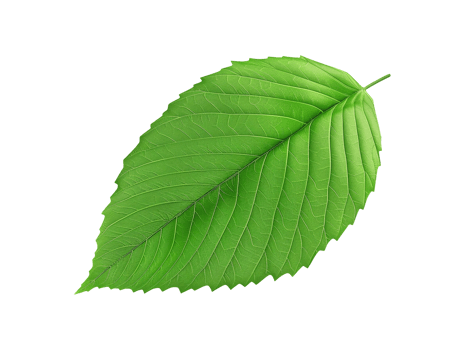 green leaf isolated png