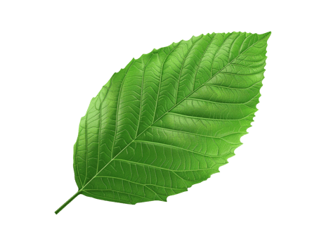 green leaf isolated png