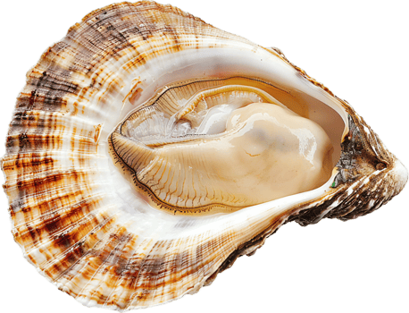 Close-Up of an Opened Seashell. png