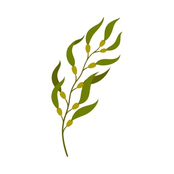 seaweed branch isolated underwater plant vector