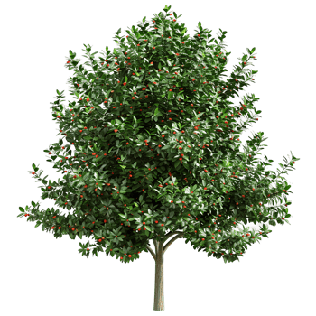 Ilex x Aquipernyi Isolated on Clear Background png