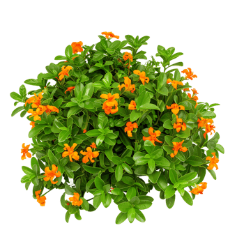 Crossandra Infundibuliformis Bush on Clear Background Cutout png